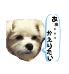 とあるおうちのAとP part2（個別スタンプ：2）