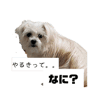 とあるおうちのAとP part2（個別スタンプ：6）