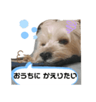とあるおうちのAとP part2（個別スタンプ：8）