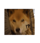 OZIDOG！（個別スタンプ：3）