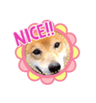 OZIDOG！（個別スタンプ：4）