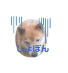OZIDOG！（個別スタンプ：7）
