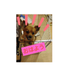 りんこうすたんぷ（個別スタンプ：1）