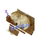 りんこうすたんぷ（個別スタンプ：2）