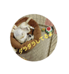 りんこうすたんぷ（個別スタンプ：7）