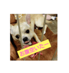 りんこうすたんぷ（個別スタンプ：8）