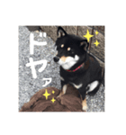 くろしばのちゃちゃ2（個別スタンプ：3）