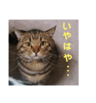 ぴのさんとE3（個別スタンプ：1）