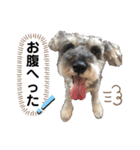 シナちゃんスタンプ♪（個別スタンプ：7）