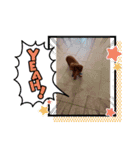 ワンコとたまに使う言葉（個別スタンプ：2）