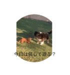 ワンコとたまに使う言葉（個別スタンプ：16）