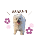 りんちゃんのあいさつ。(タメ語)（個別スタンプ：1）