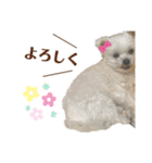 りんちゃんのあいさつ。(タメ語)（個別スタンプ：3）