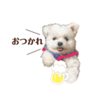 りんちゃんのあいさつ。(タメ語)（個別スタンプ：4）