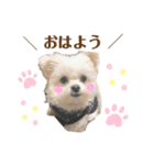りんちゃんのあいさつ。(タメ語)（個別スタンプ：5）