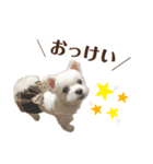 りんちゃんのあいさつ。(タメ語)（個別スタンプ：6）
