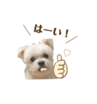 りんちゃんのあいさつ。(タメ語)（個別スタンプ：8）