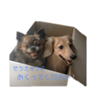 お兄さん家のわんわんず（個別スタンプ：15）