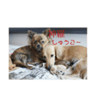 お兄さん家のわんわんず（個別スタンプ：16）
