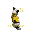 お兄さん家のわんわんず（個別スタンプ：23）