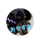 ぷよ〜写真集〜（個別スタンプ：1）