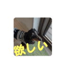 ぷよ〜写真集〜（個別スタンプ：3）