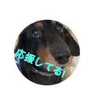 ぷよ〜写真集〜（個別スタンプ：9）