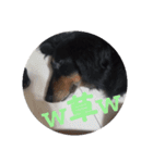 ぷよ〜写真集〜（個別スタンプ：13）