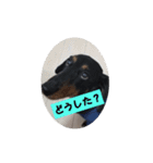 ぷよ〜写真集〜（個別スタンプ：16）