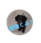 ぷよの写真集（個別スタンプ：7）