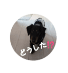 ぷよの写真集（個別スタンプ：10）