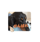ぷよの写真集（個別スタンプ：11）