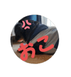 ぷよの写真集（個別スタンプ：12）