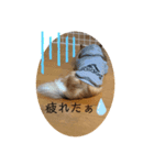 kocolita♡ロングコートチワワ④（個別スタンプ：3）