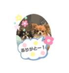 kocolita♡ロングコートチワワ④（個別スタンプ：4）
