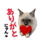 愛猫ラグドール「ソフィア」のスタンプ（個別スタンプ：6）