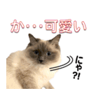 愛猫ラグドール「ソフィア」のスタンプ（個別スタンプ：8）
