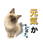 愛猫ラグドール「ソフィア」のスタンプ（個別スタンプ：10）