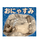 愛猫ラグドール「ソフィア」のスタンプ（個別スタンプ：11）