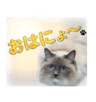 愛猫ラグドール「ソフィア」のスタンプ（個別スタンプ：12）