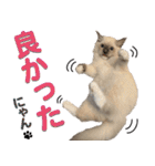 愛猫ラグドール「ソフィア」のスタンプ（個別スタンプ：13）
