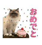 愛猫ラグドール「ソフィア」のスタンプ（個別スタンプ：17）