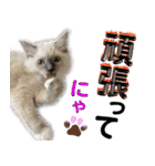 愛猫ラグドール「ソフィア」のスタンプ（個別スタンプ：19）