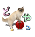 愛猫ラグドール「ソフィア」のスタンプ（個別スタンプ：20）