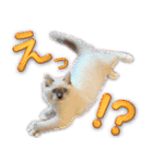愛猫ラグドール「ソフィア」のスタンプ（個別スタンプ：22）