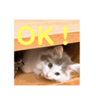 フレイヤの日常（個別スタンプ：1）