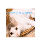 フレイヤの日常（個別スタンプ：6）