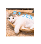 フレイヤの日常（個別スタンプ：10）