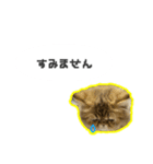 桜心和のふきだしスタンプ（個別スタンプ：2）