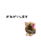 桜心和のふきだしスタンプ（個別スタンプ：4）